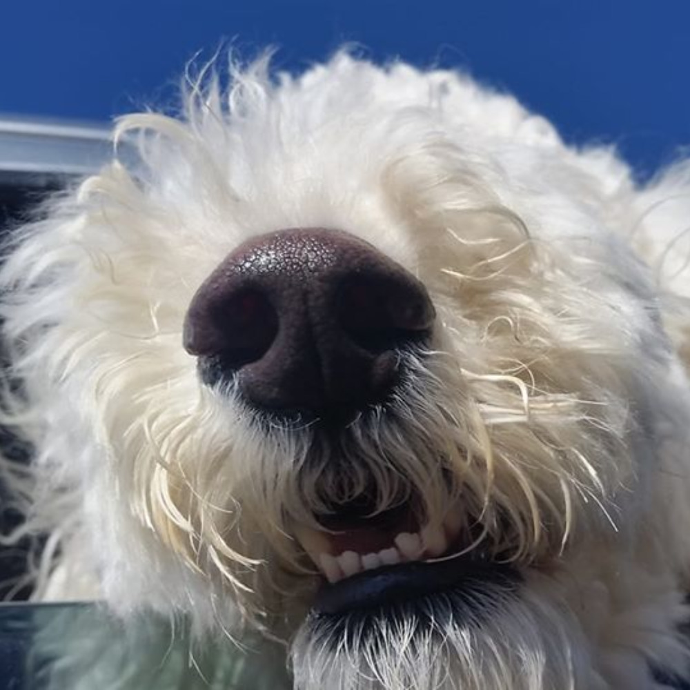 Meet your Posher, Sherri